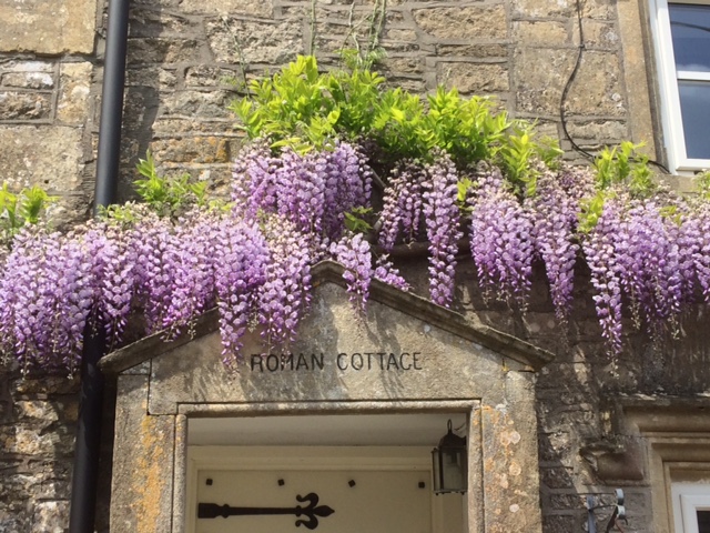 Wisteria blooming